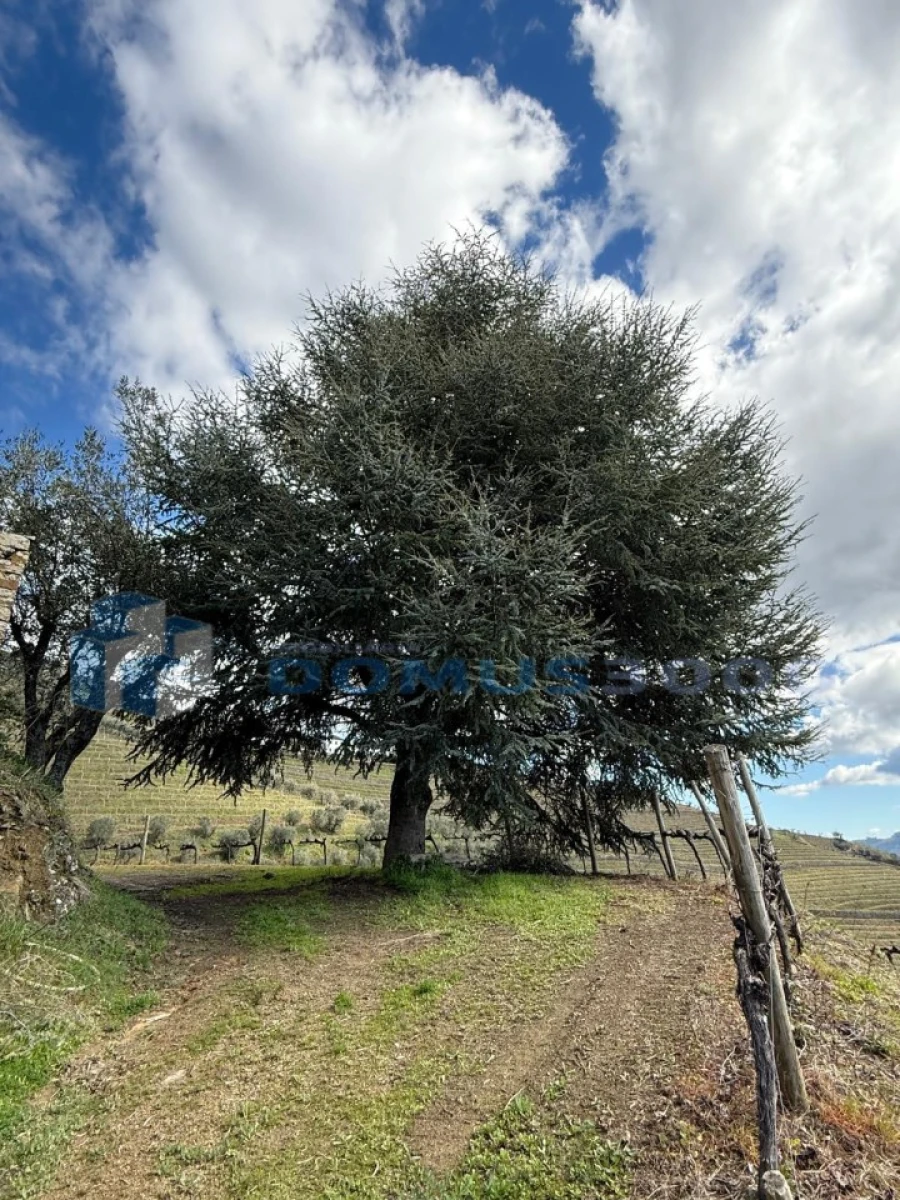 Quinta para Venda em Sever Foto 112