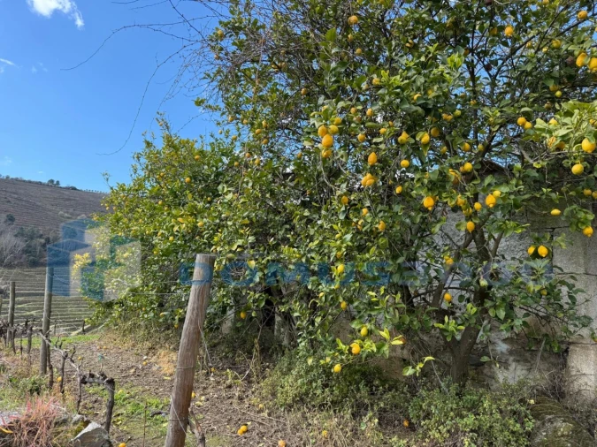 Quinta para Venda em Sever Foto 139