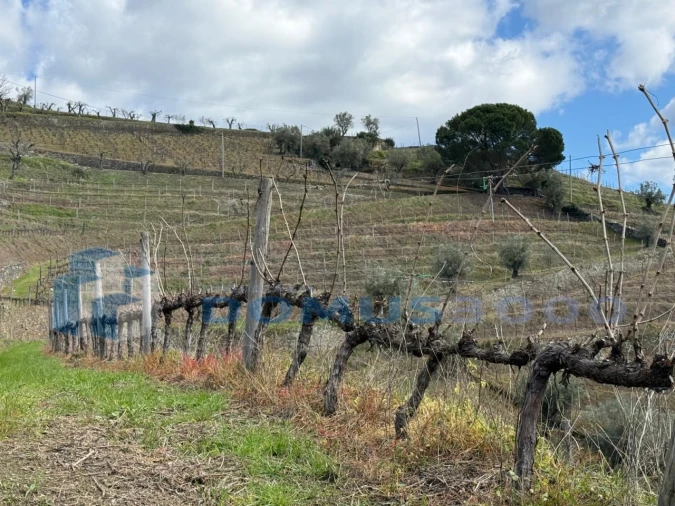 Quinta para Venda em Sever Foto 157