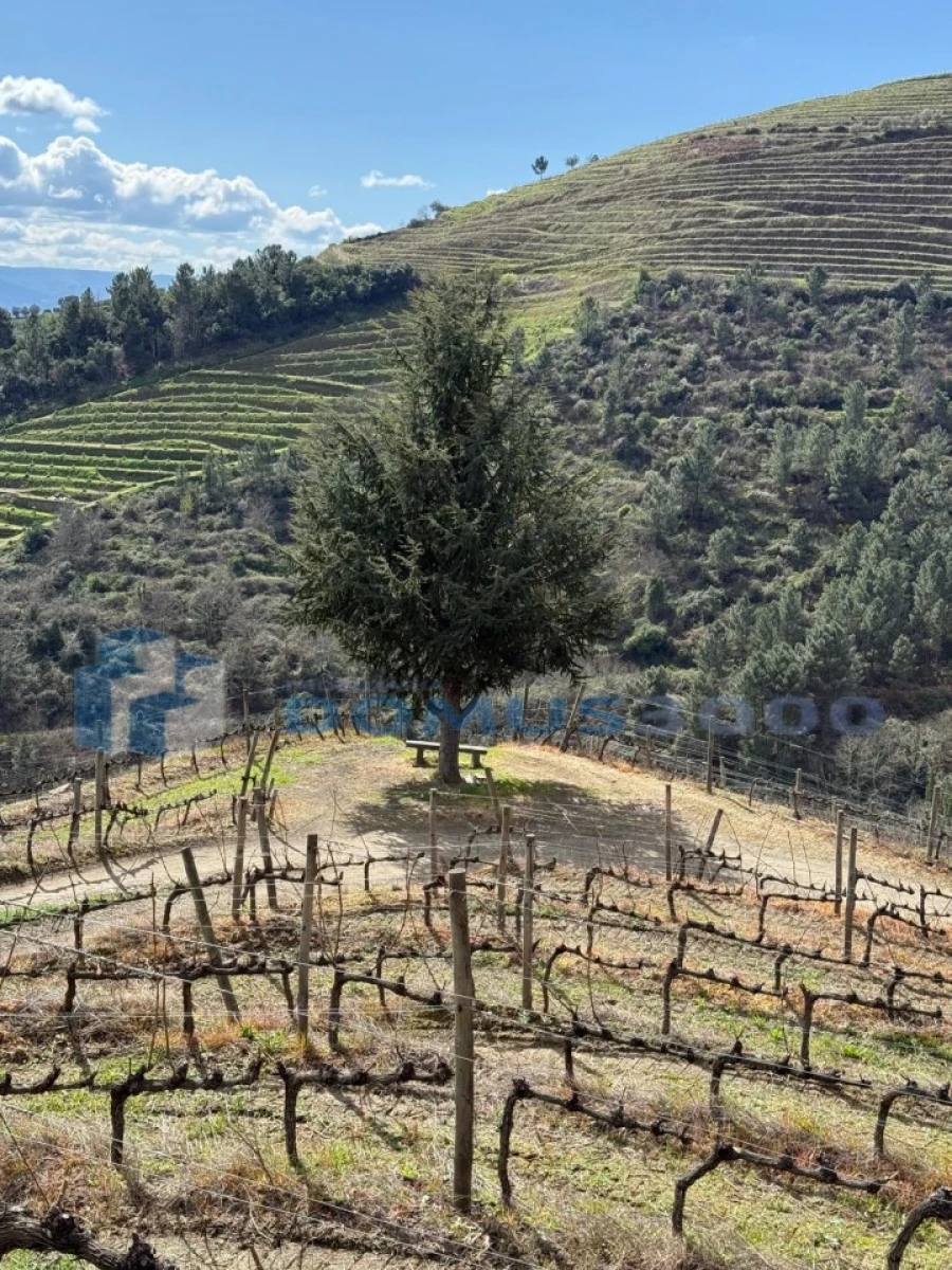 Quinta para Venda em Sever Foto 162