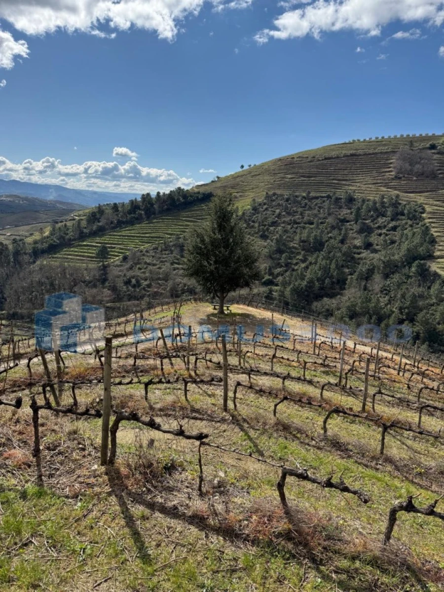 Quinta para Venda em Sever Foto 165