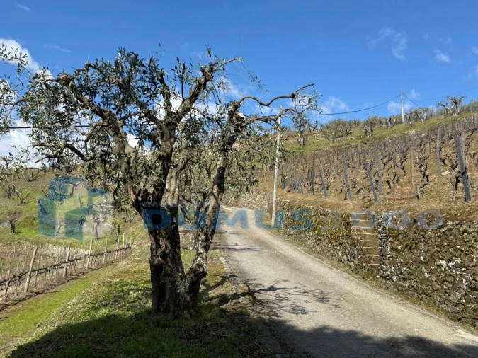 Quinta para Venda em Sever Foto 181