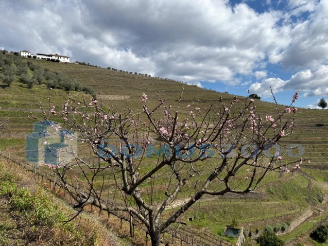 Quinta para Venda em Sever Foto 188