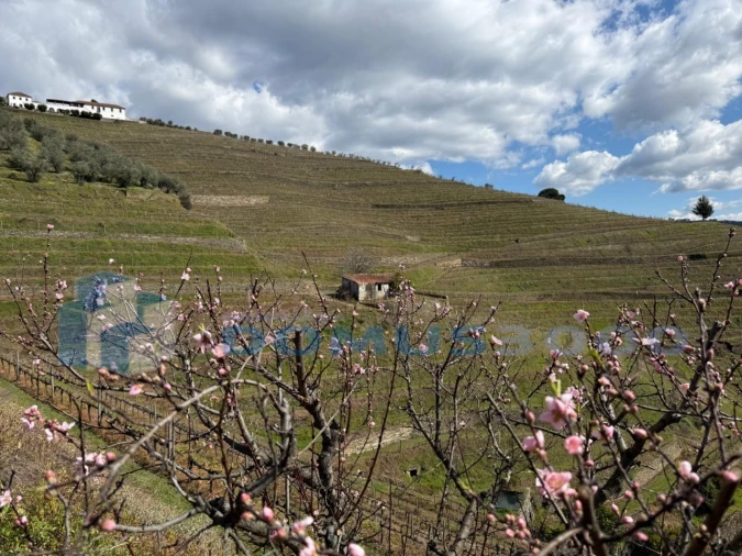 Quinta para Venda em Sever Foto 189