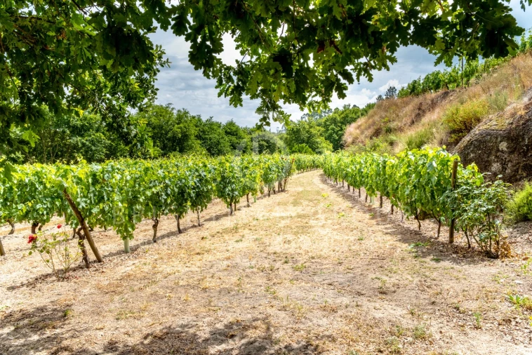 Quinta T10 para Venda em Parada de Gonta Foto 44