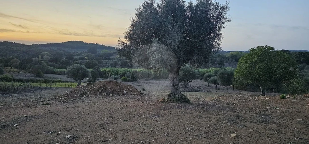 Terreno para Venda em Abrantes (São Vicente e São João) e Alferrarede Foto 14