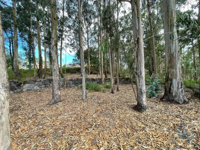 Terreno para Venda em Palmeira de Faro e Curvos Foto 3