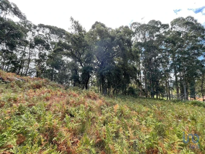 Terreno para Venda em Palmeira de Faro e Curvos Foto 10