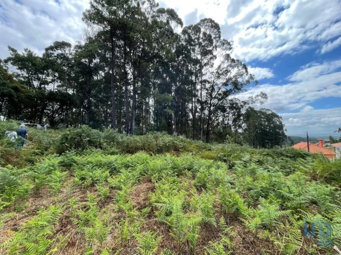 Terreno para Venda em Palmeira de Faro e Curvos Foto 5