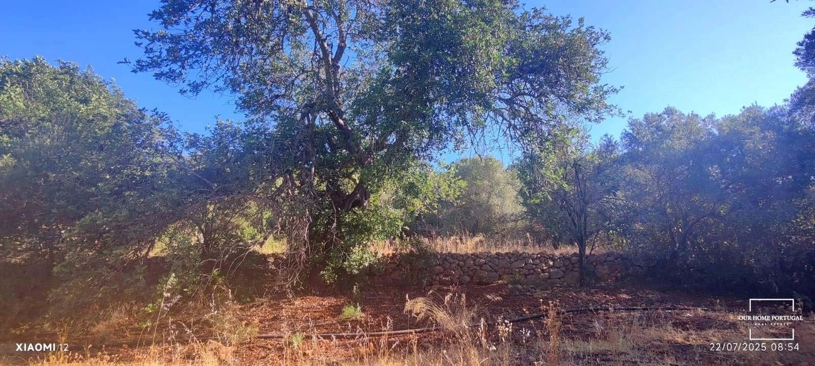 Terreno para Venda em Loule (São Clemente) Foto 6