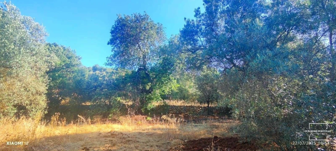 Terreno para Venda em Loule (São Clemente) Foto 7