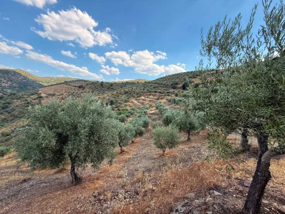 Terreno Agricola ou Rústico para Venda em Felgar e Souto da Velha Foto 5