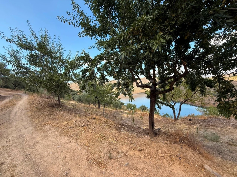 Terreno Agricola ou Rústico para Venda em Felgar e Souto da Velha Foto 9