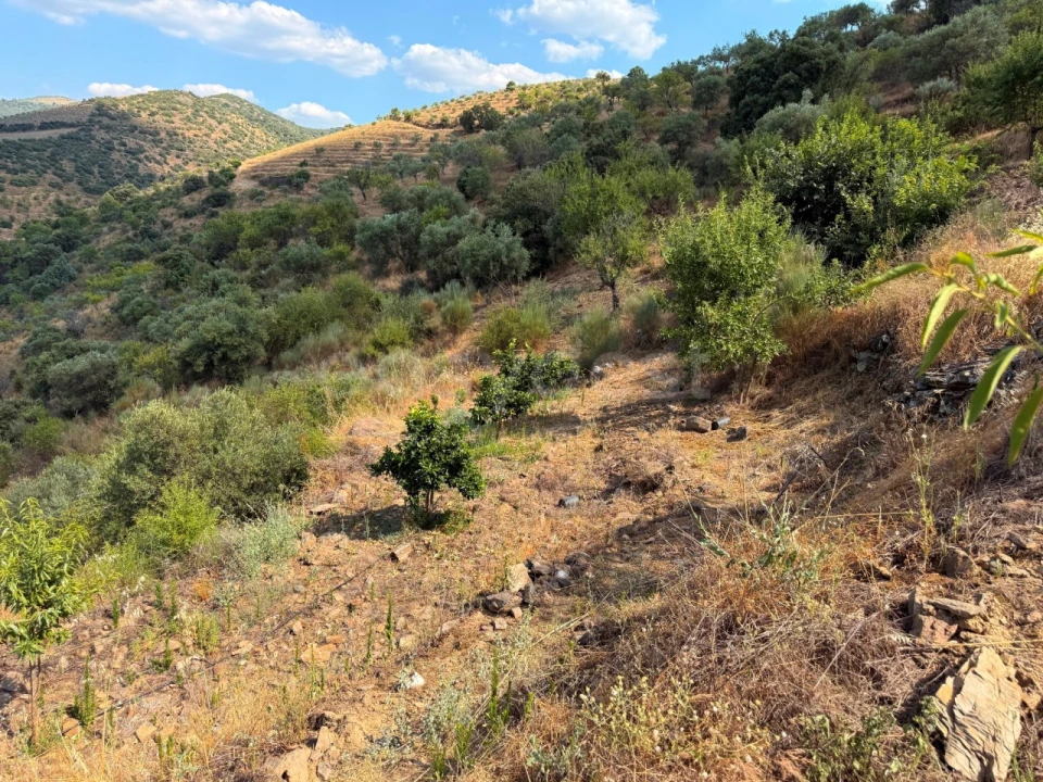 Terreno Agricola ou Rústico para Venda em Felgar e Souto da Velha Foto 14