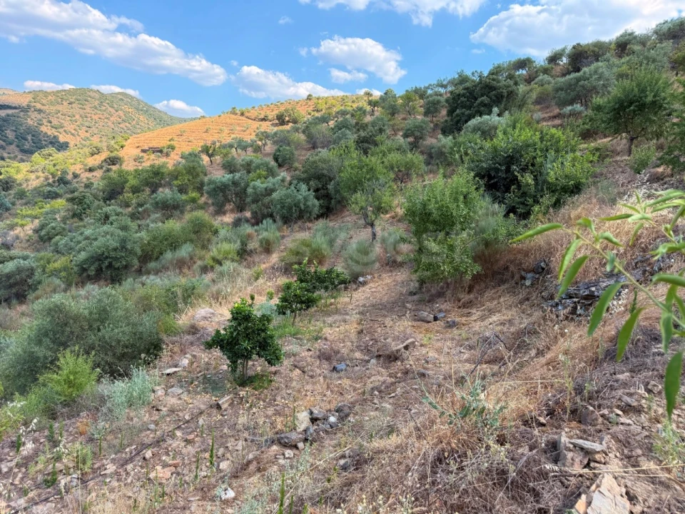 Terreno Agricola ou Rústico para Venda em Felgar e Souto da Velha Foto 15