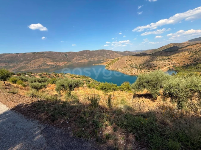 Terreno Agricola ou Rústico para Venda em Felgar e Souto da Velha Foto 2