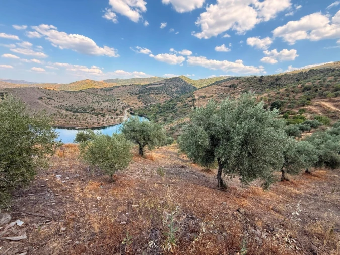 Terreno Agricola ou Rústico para Venda em Felgar e Souto da Velha Foto 6