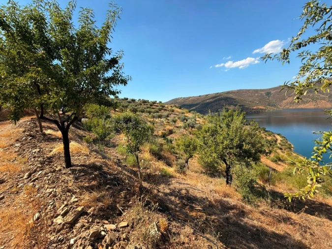 Terreno Agricola ou Rústico para Venda em Felgar e Souto da Velha Foto 12