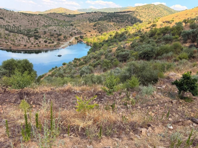 Terreno Agricola ou Rústico para Venda em Felgar e Souto da Velha Foto 16