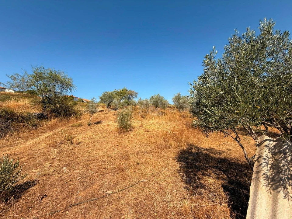 Terreno Agricola ou Rústico para Venda em Vila Nova de Foz Côa Foto 14