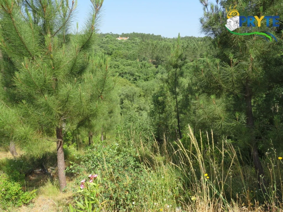 Quinta T3 para Venda em Cernache do Bonjardim, Nesperal e Palhais Foto 52