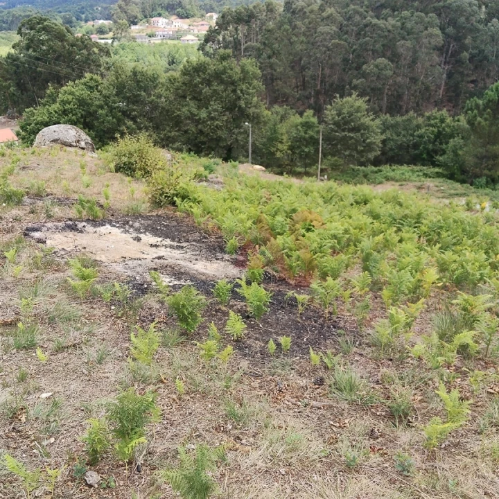 Terreno para Venda em Silvares (São Martinho) Foto 13