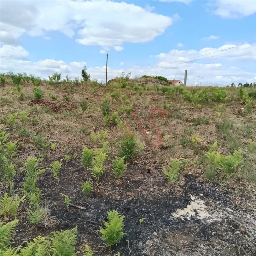 Terreno para Venda em Silvares (São Martinho) Foto 9