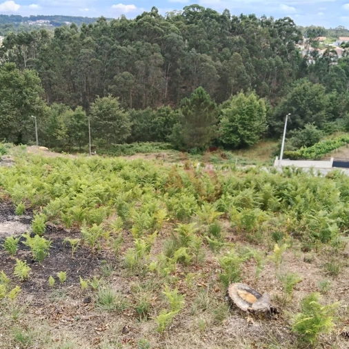 Terreno para Venda em Silvares (São Martinho) Foto 12