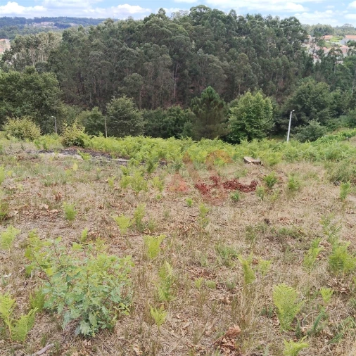 Terreno para Venda em Silvares (São Martinho) Foto 15