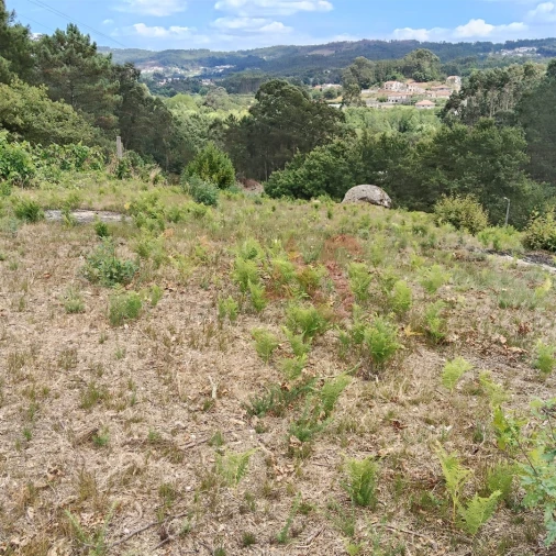 Terreno para Venda em Silvares (São Martinho) Foto 14
