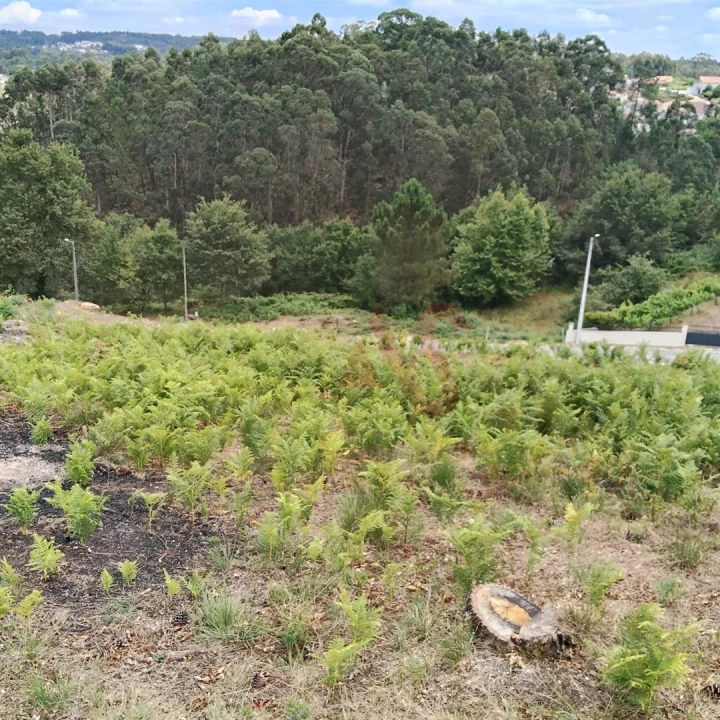 Terreno para Venda em Silvares (São Martinho) Foto 12