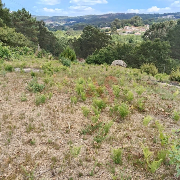 Terreno para Venda em Silvares (São Martinho) Foto 14