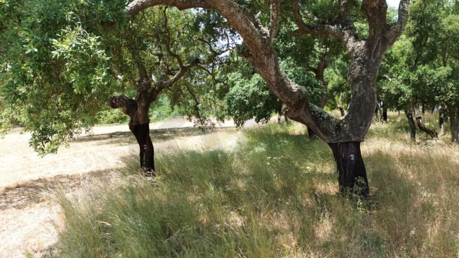 Quinta T9 para Venda em São Domingos e Vale de Água Foto 21