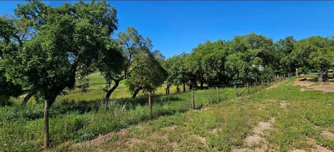 Quinta T9 para Venda em São Domingos e Vale de Água Foto 14