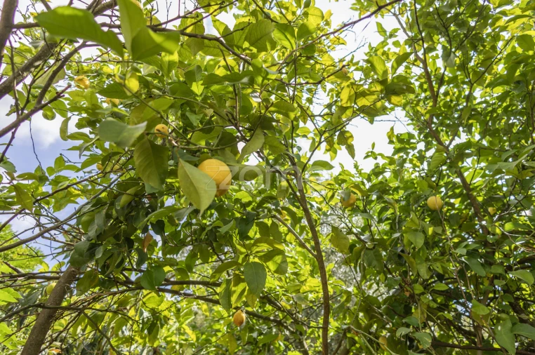 Moradia T4 para Venda em Gove Foto 45