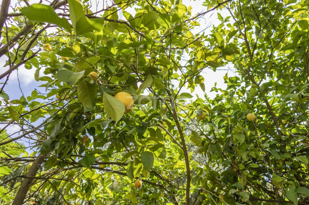 Moradia T4 para Venda em Gove Foto 45