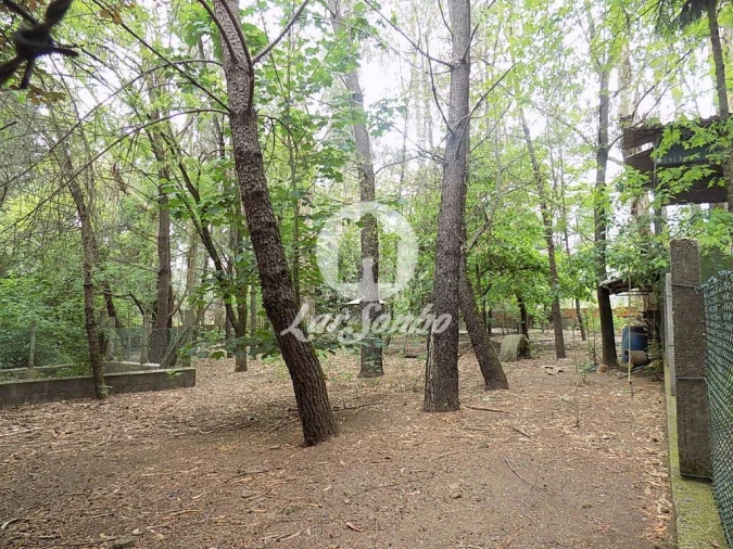 Terreno para Venda em Cruz Foto 7