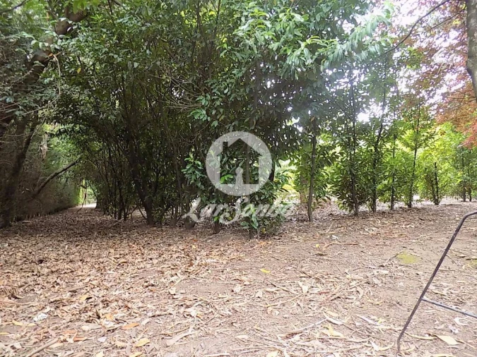 Terreno para Venda em Cruz Foto 8