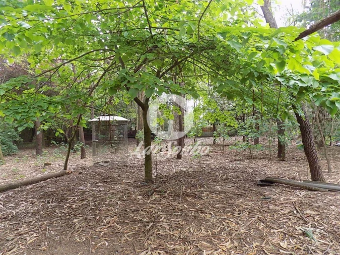 Terreno para Venda em Cruz Foto 11