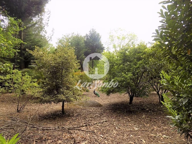 Terreno para Venda em Cruz Foto 12