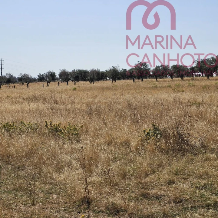 Terreno para Venda em Borba (Matriz) Foto 8