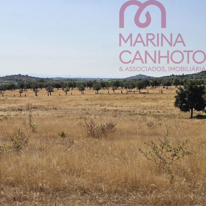 Terreno para Venda em Borba (Matriz) Foto 4