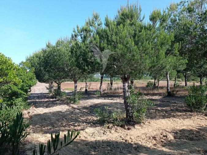 Terreno para Venda em Longueira/Almograve Foto 17