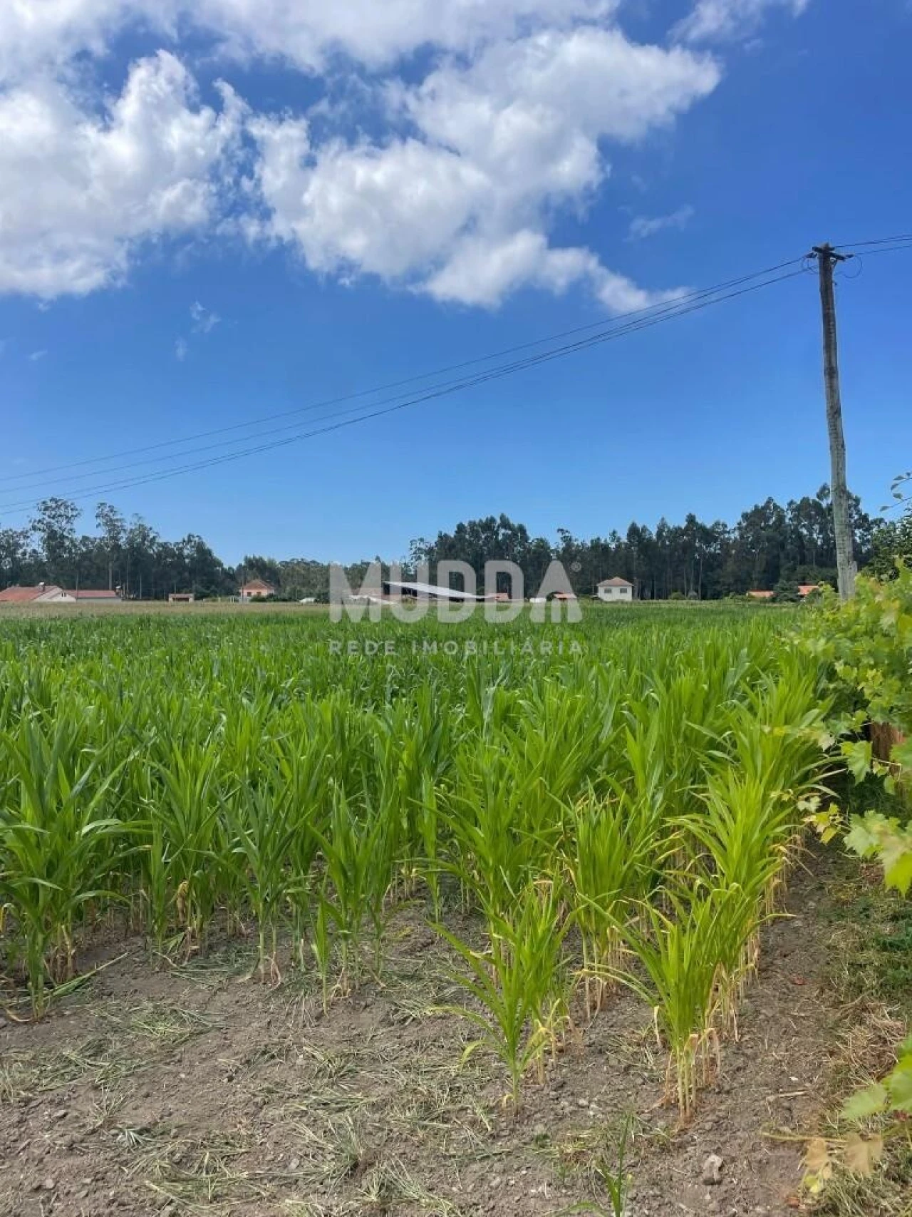 Terreno para Venda em Valega Foto 1