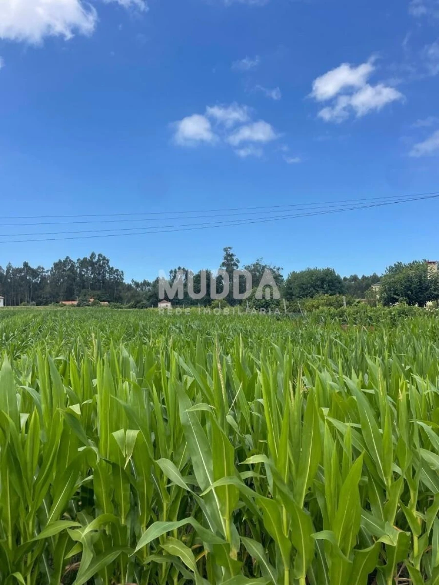 Terreno para Venda em Valega Foto 2