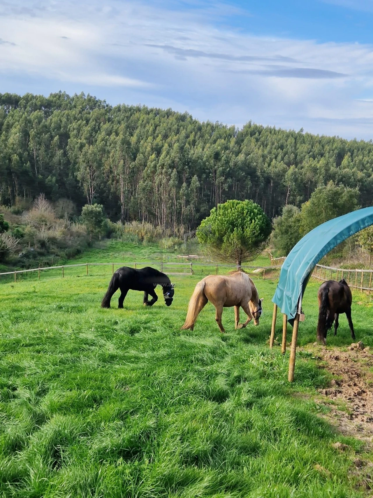 Moradia T6 para Venda em Bombarral e Vale Covo Foto 20