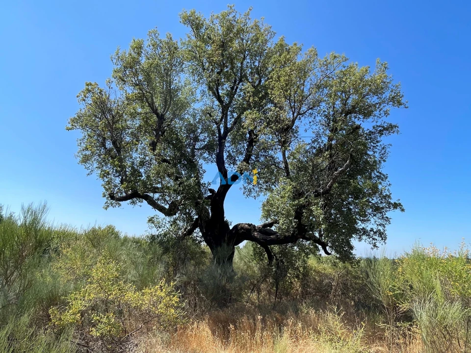 Terreno para Venda em Soalheira Foto 7