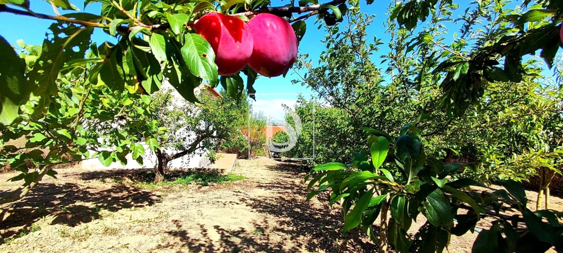 Moradia T4 para Venda em Roliça Foto 69