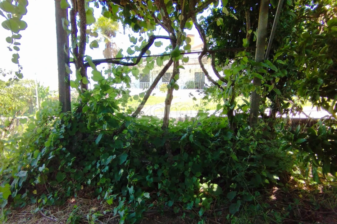 Terreno para Venda em Almagreira Foto 15