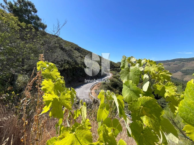 Quinta T4 para Venda em Provesende, Gouvães Douro, São Cristóvão Douro Foto 24